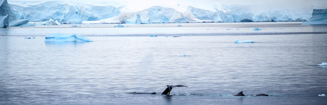 Wale im HIntergrund Eisberge
