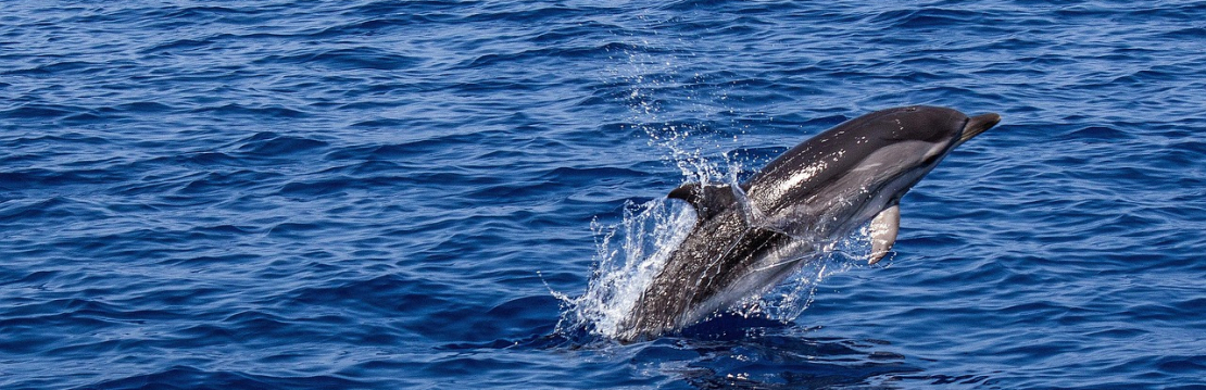 Delfin kommt aus dem Meer heraus