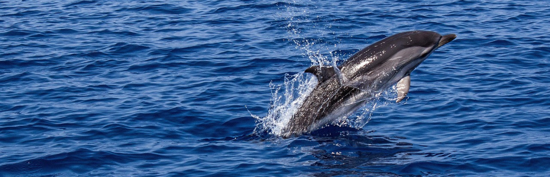 Delfin springt aus dem Wasser