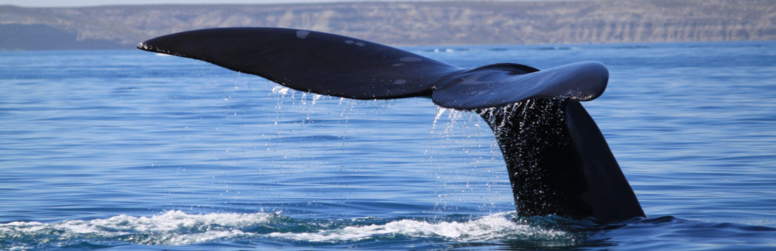 Flosse eines Wal im Meer