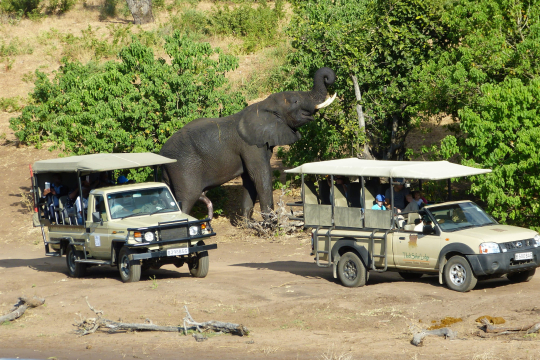Jeeptour begenet einem Elefant