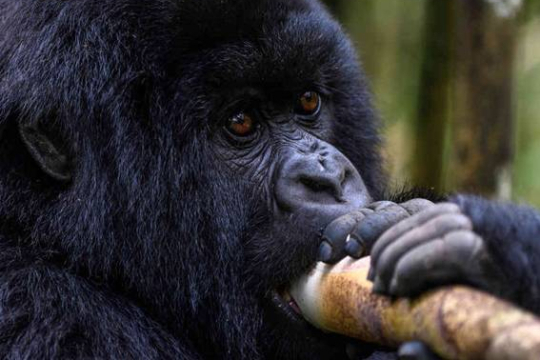 Affe frisst Wurzel, Großaufnahme des Gesicht