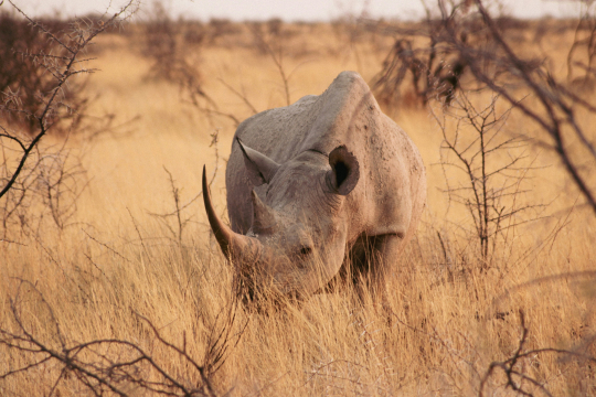 Nashorn Etosha