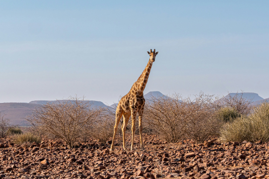 Giraffe