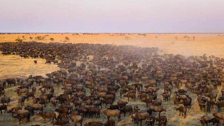 original B ffel in Steppe Afrika