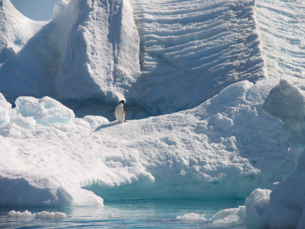 original Antarktis 2013 288 klein