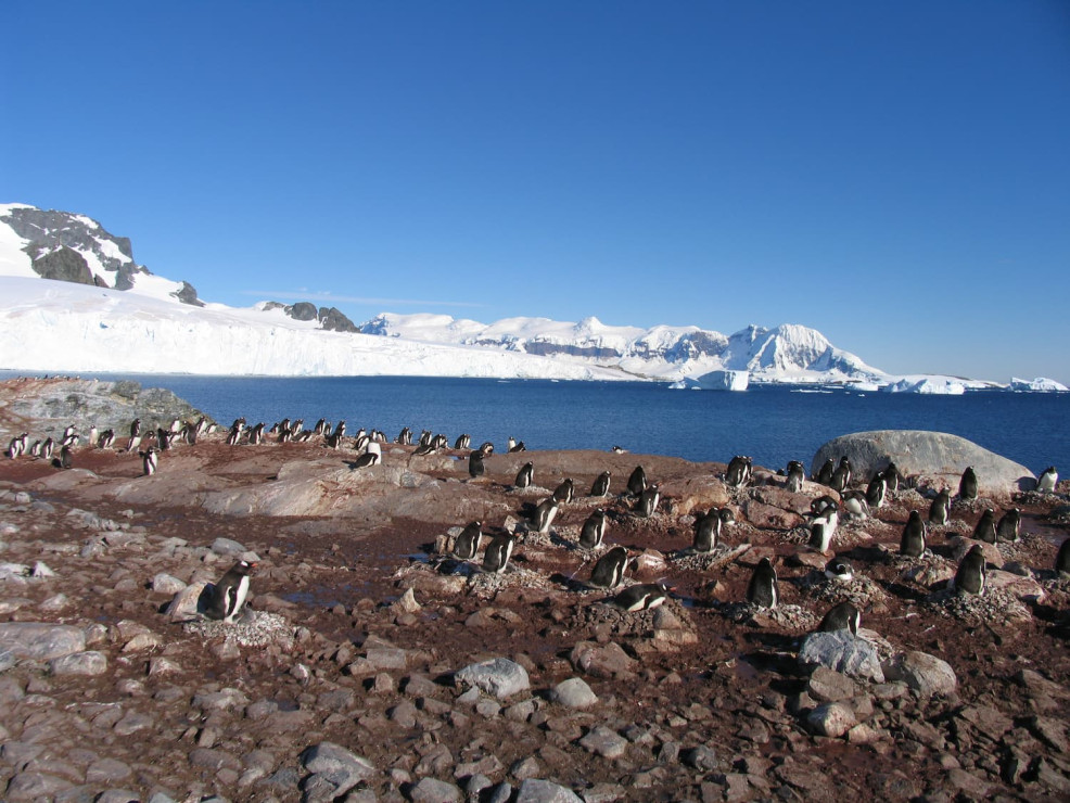 original Antarktis 2013 798 klein