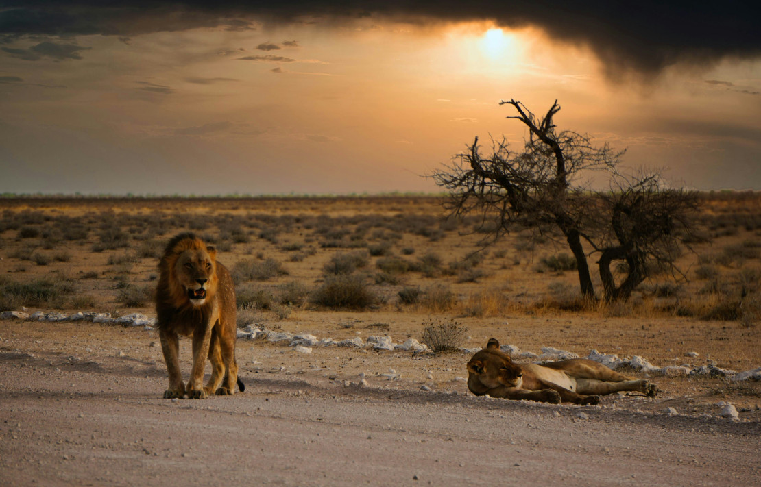 original NamibiaL we