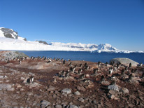 original Antarktis 2013 798 klein