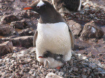 original Antarktis 2013 694 klein