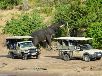 original Botswana-Elefant-Safari