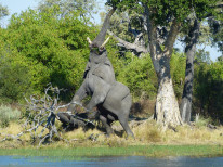 original Botswana-Elefant