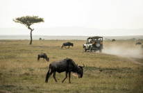 original Safari1