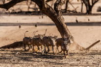 original Safari3