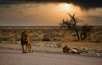 original NamibiaL we