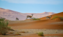 original Namibia